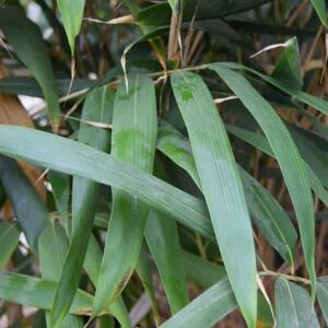 Pseudosasa japonica 100-125 cm